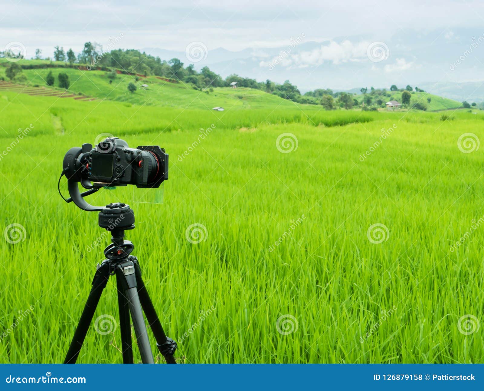 DSLR Camera is Front of Rice of Green Field Farm Under Cloudy Sky with  Background of Mountain Stock Photo - Image of bright, flora: 126879158
