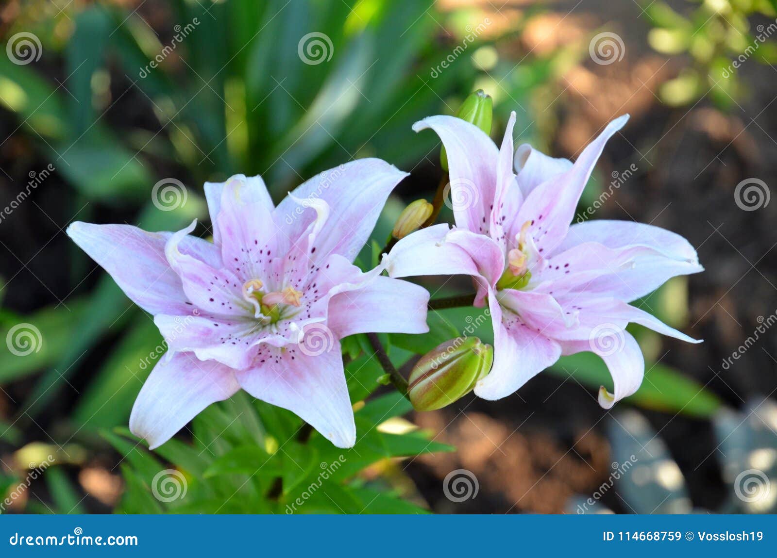 Duas Flores Lilás De Um Lírio Decolaram O Close-up Imagem de Stock - Imagem  de cheiro, pares: 114668759