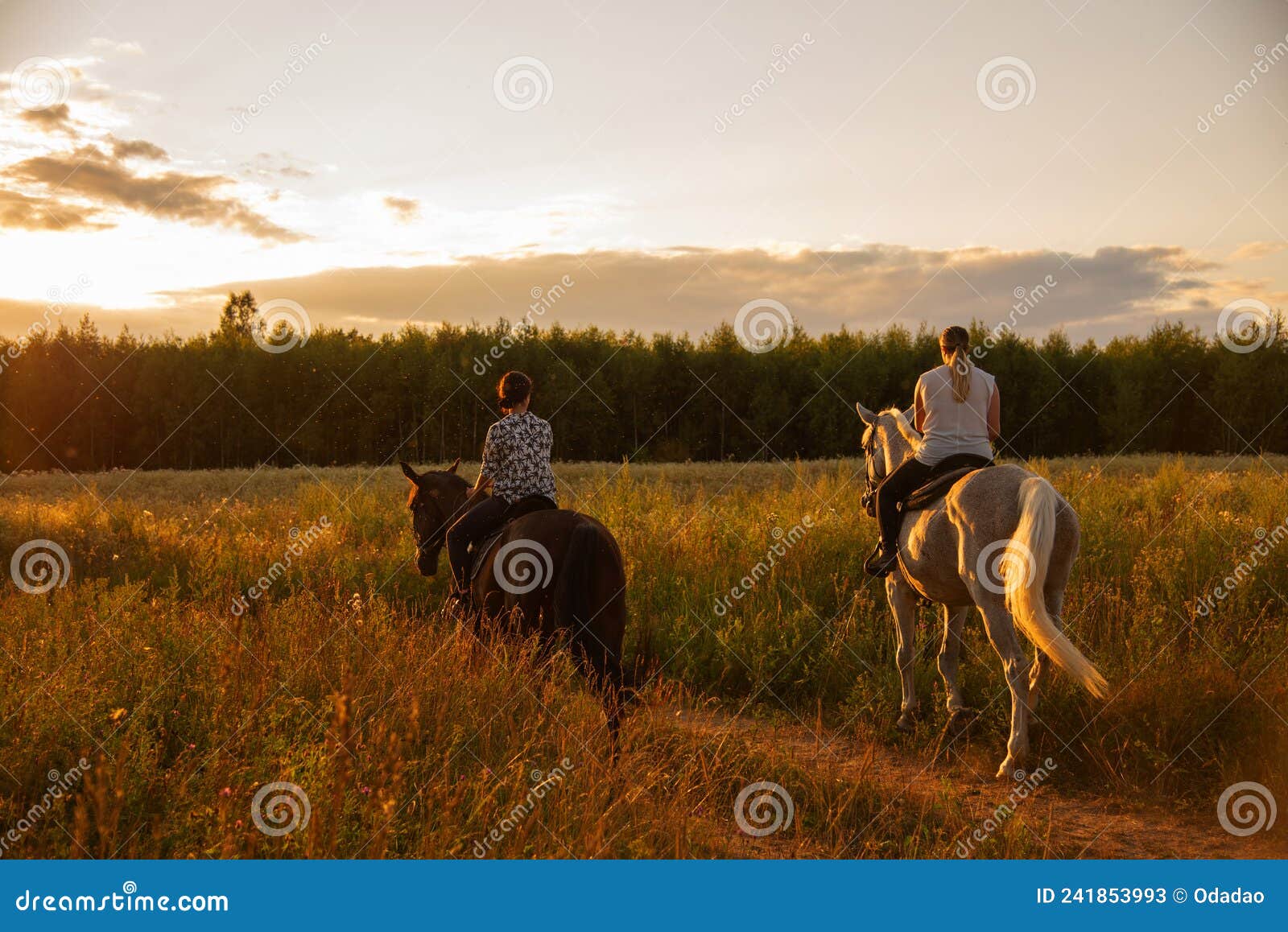 Cavalo Está Sentado Na Frente De Um Fundo Escuro, Fotos De Cavalos A Venda  Imagem de plano de fundo para download gratuito