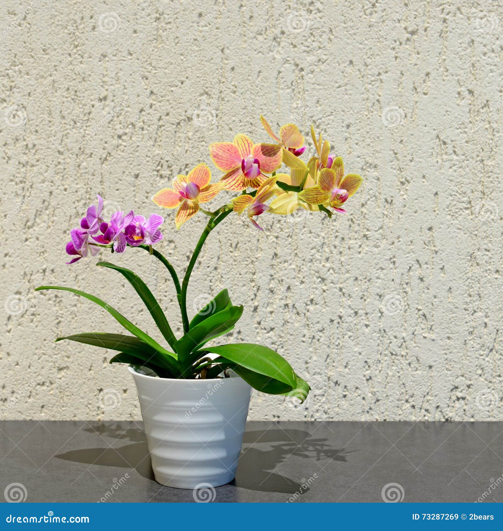 Duas Orquídeas Pequenas Na Obscuridade Imagem de Stock - Imagem de pétala,  potenciômetro: 73287269