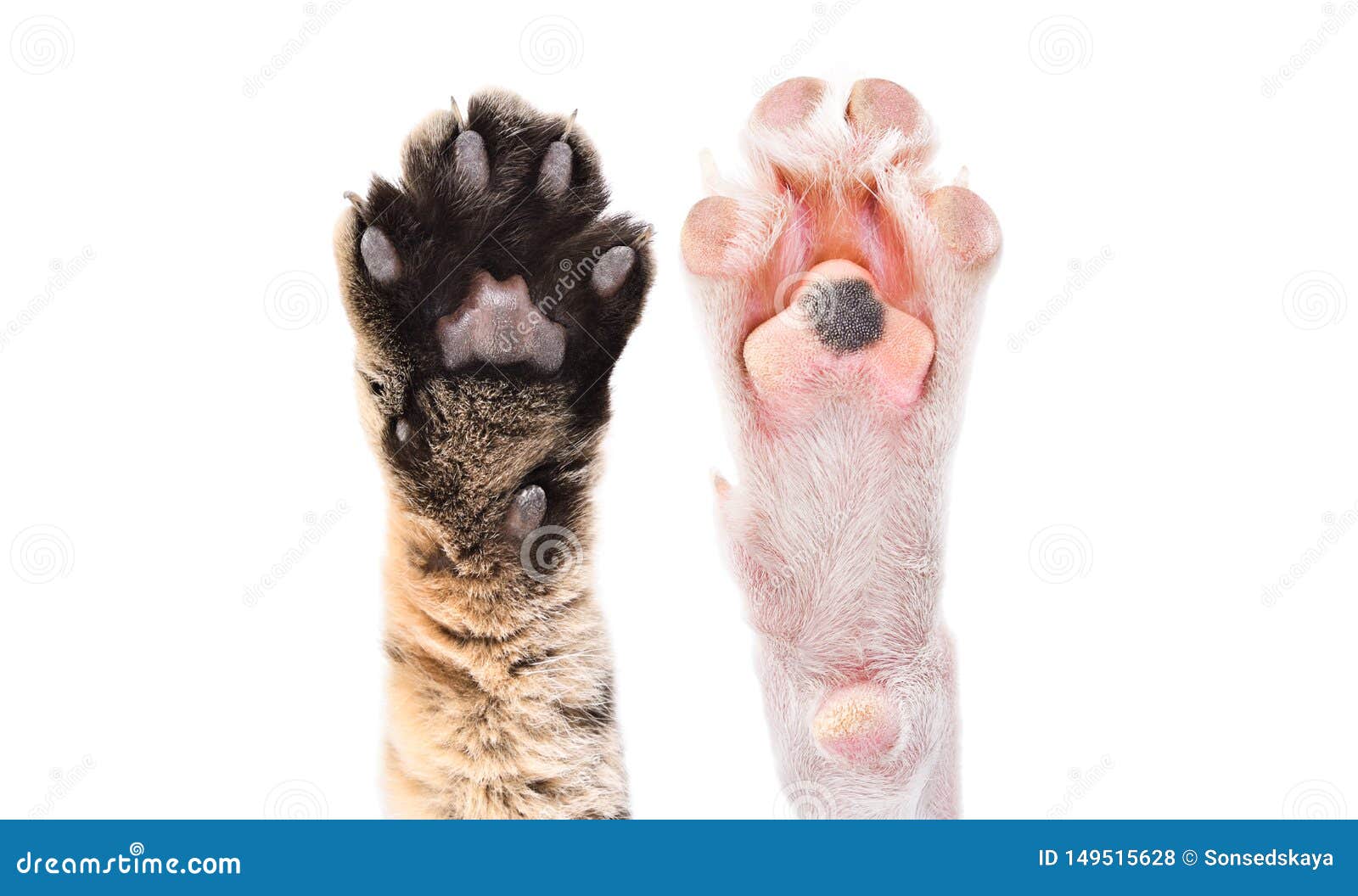 Patas Dos Gatos Que Encontram-se Nas Chaves Do Piano Perto Acima Do Jogo Do  Gato Imagem de Stock - Imagem de chaves, fofofo: 120440027