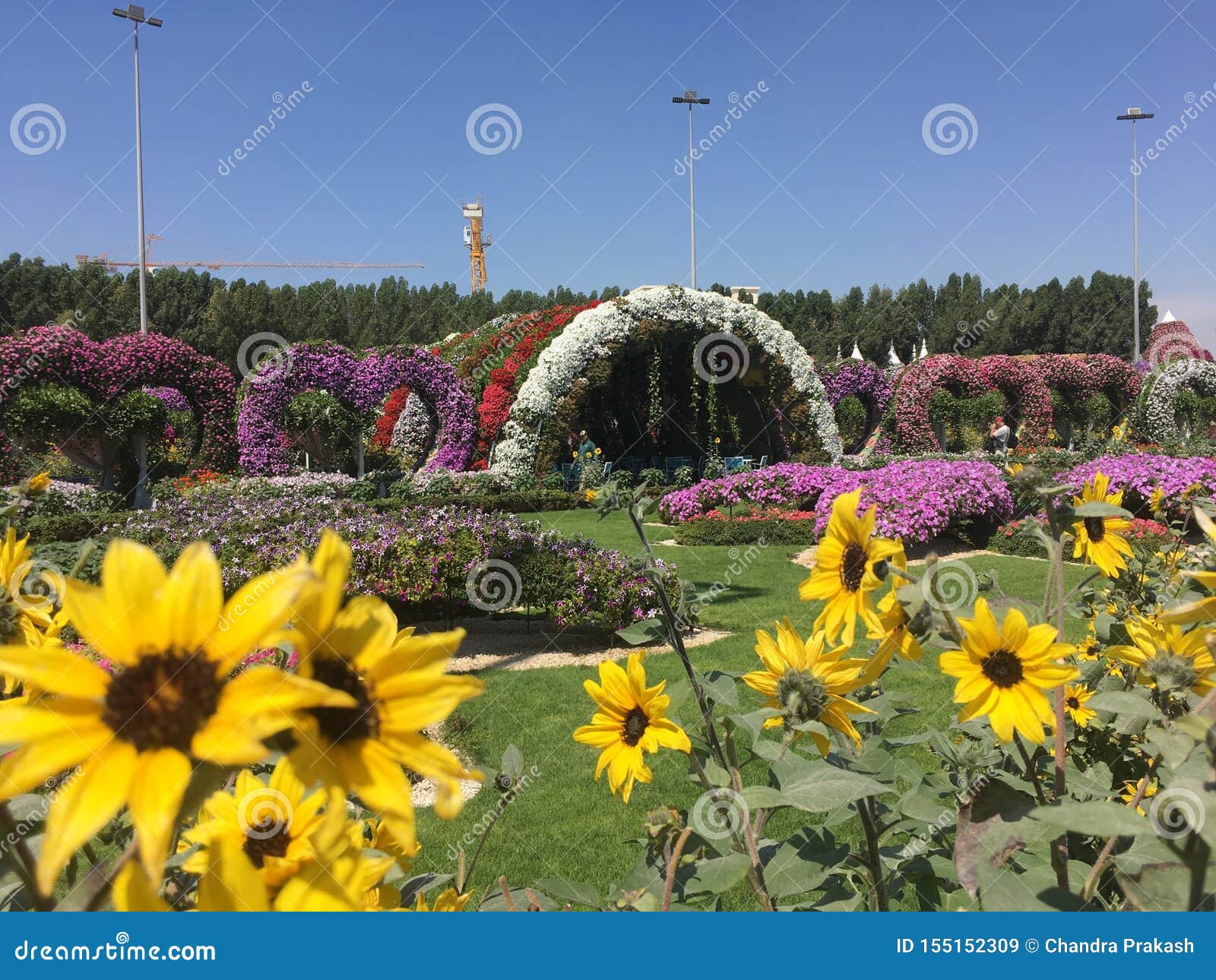 Dubai Miracle Garden editorial stock image. Image of garden 155152309
