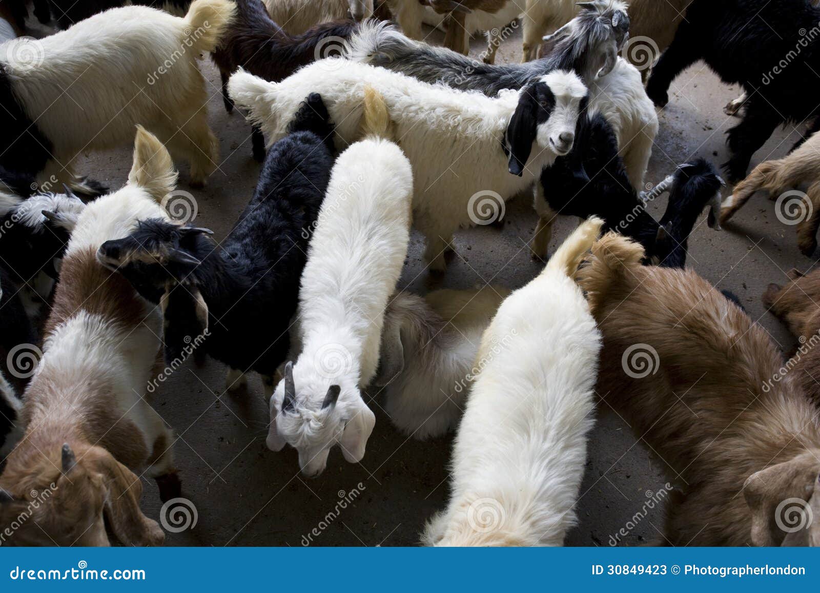 dubai uae goats for sale at shindagha market in bur dubai