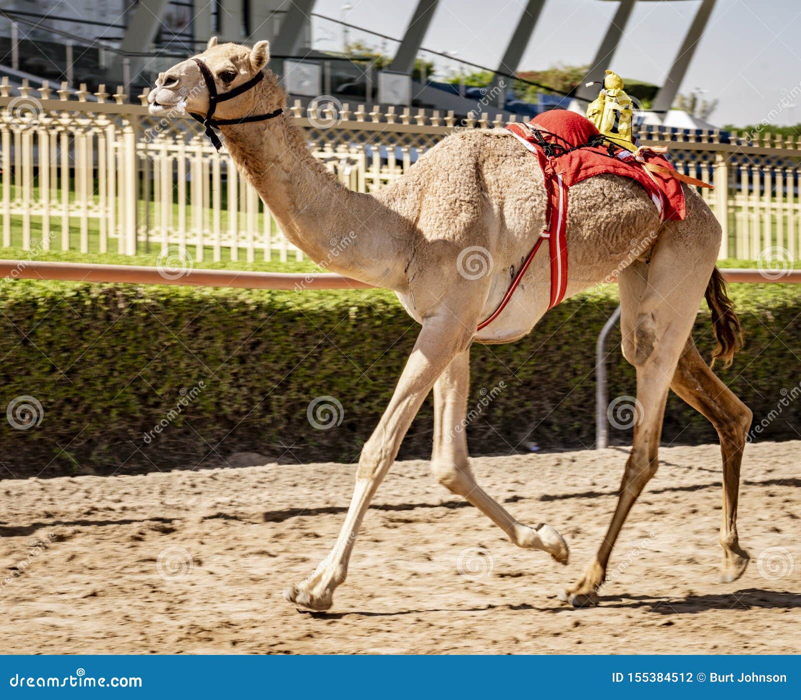camel runs on track being trained to race with tiny robot jockey on his back