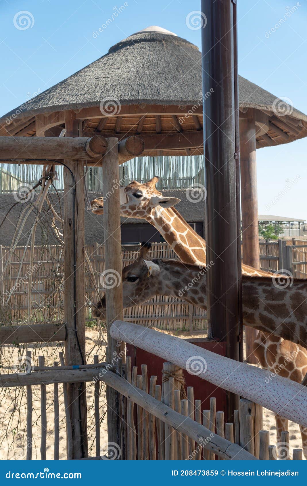 dubai safari park animal feeding