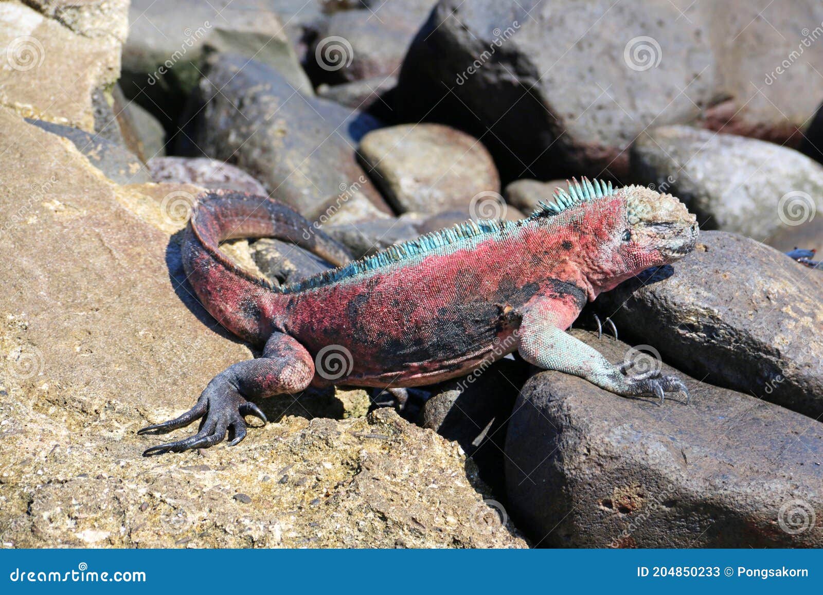 espaÃÂ±ola iguanas christmas iguanas in galapagos