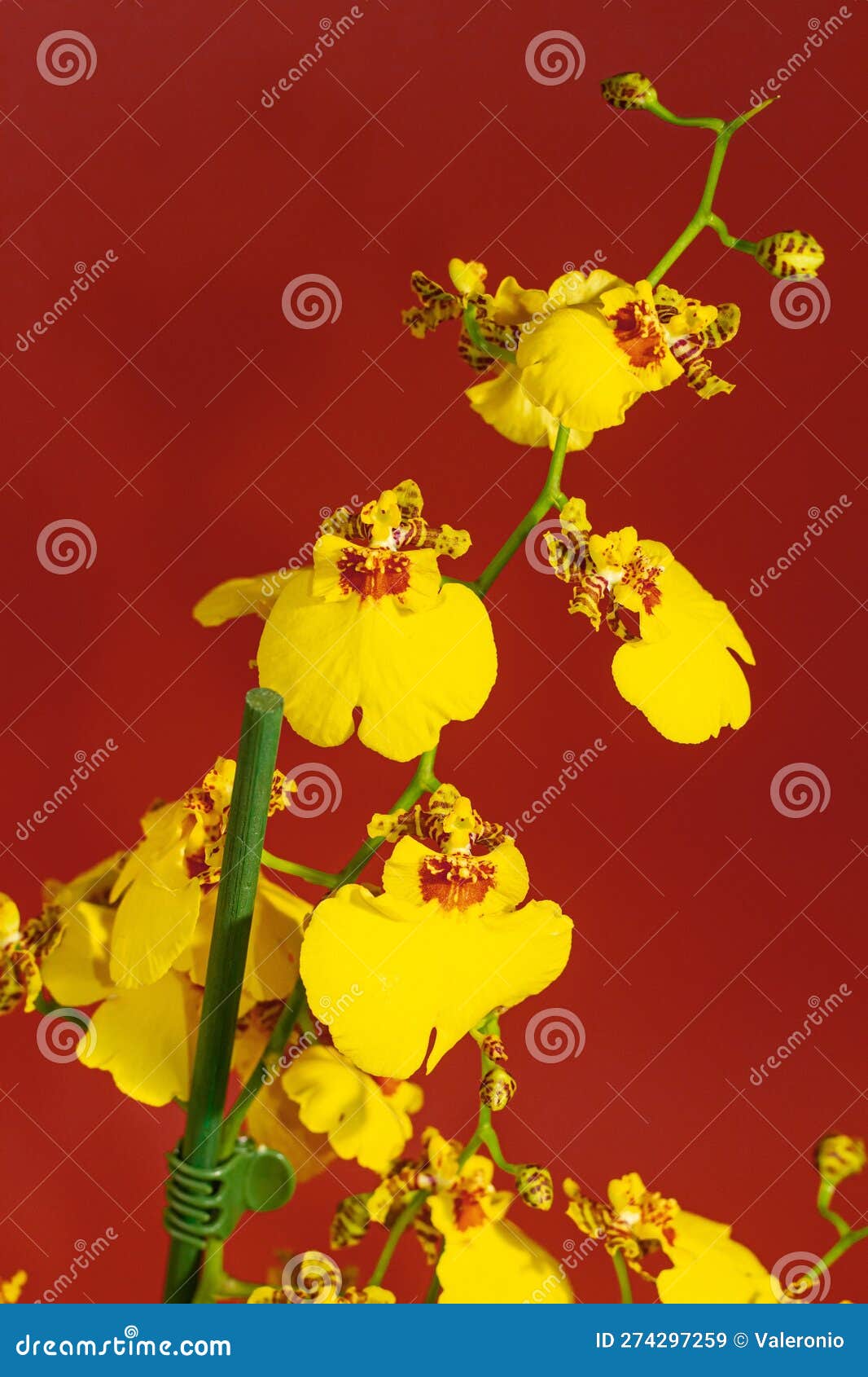 Ducha Dorada Oncidium Orquídea Macro Exótica Decoración De La Casa Popular  Elegante Regalo Elegante Pro Jardinería Detalle Imagen de archivo - Imagen  de fondo, acogedor: 274297259