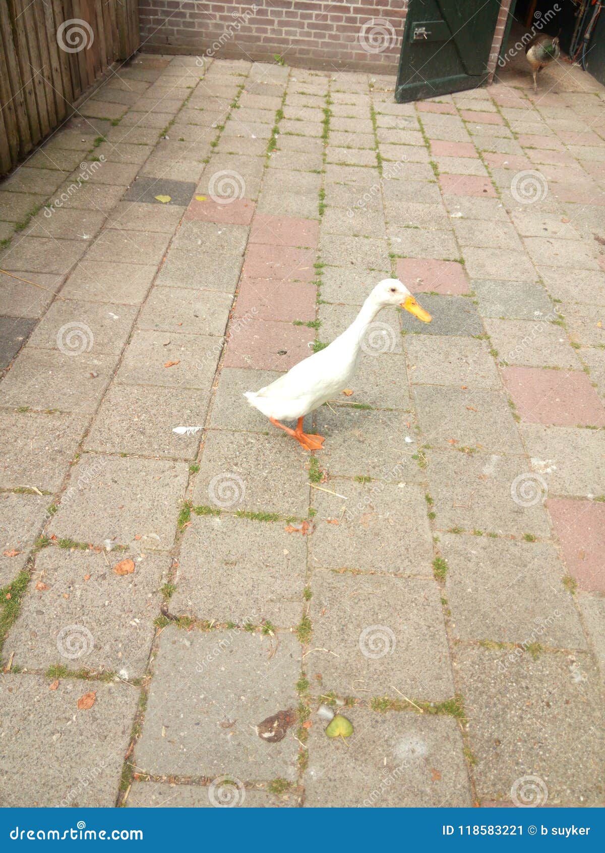 Animal Eend Stock Photos - Free \u0026 Royalty-Free Stock Photos from Dreamstime, image size:1200x1690