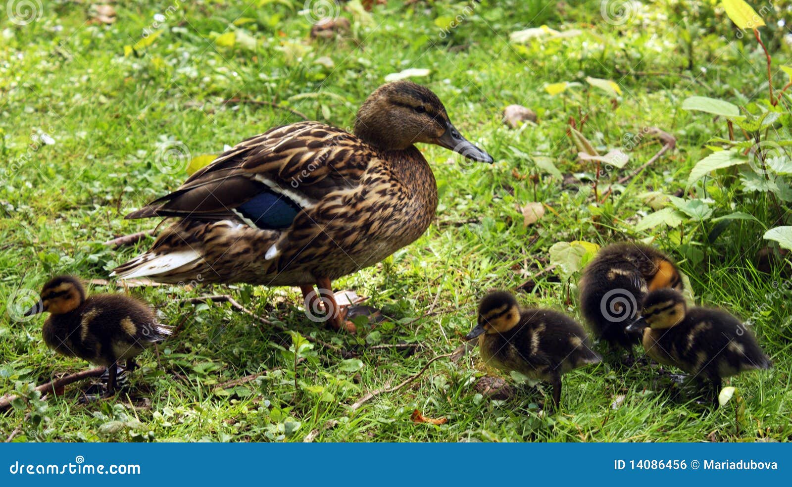 3 Duck Outdoors Smiling Photos Free Royalty Free Stock Photos From Dreamstime