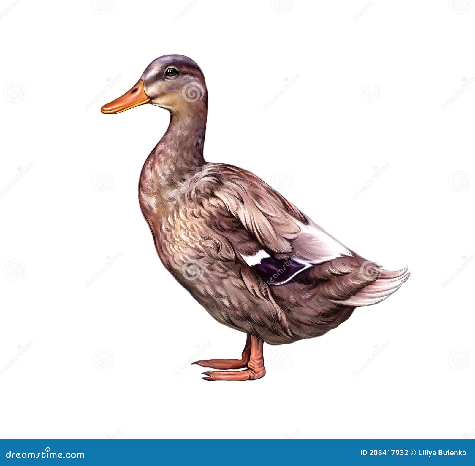 the duck anas platyrhynchos domesticus