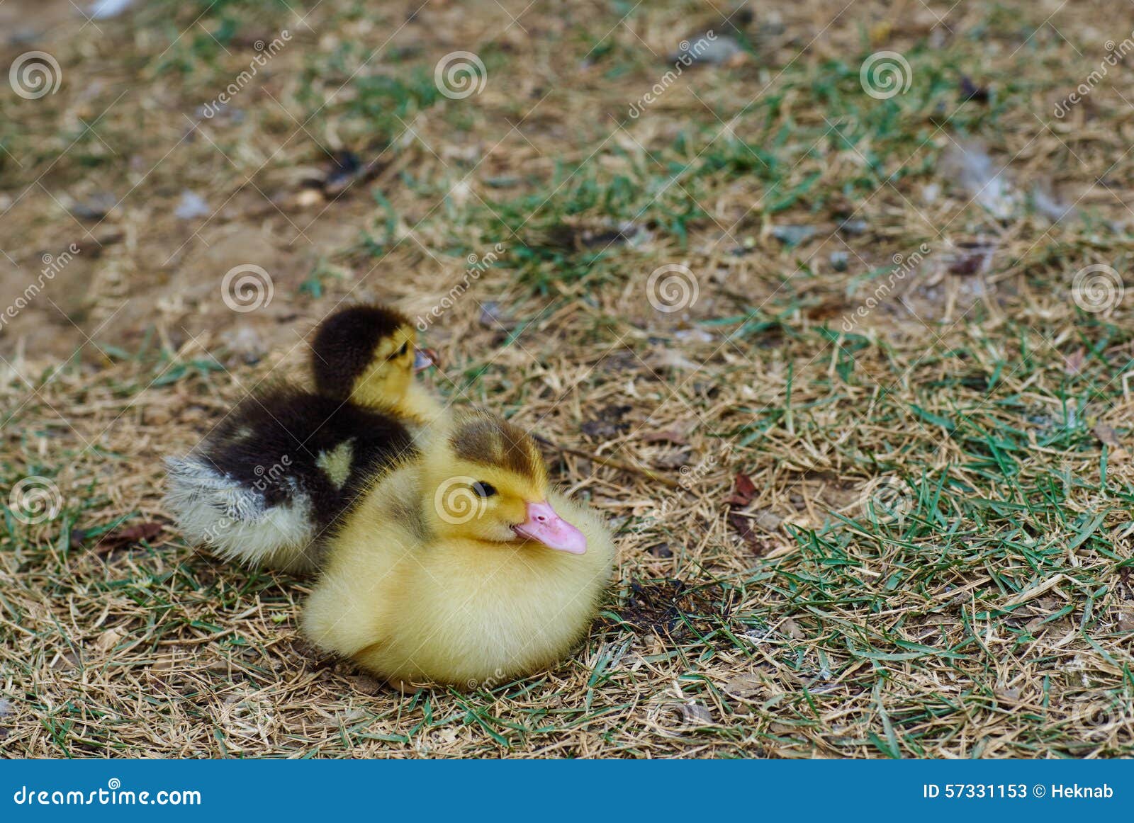 Ducks Babies Lake Funny Together Family RoyaltyFree Stock Photography