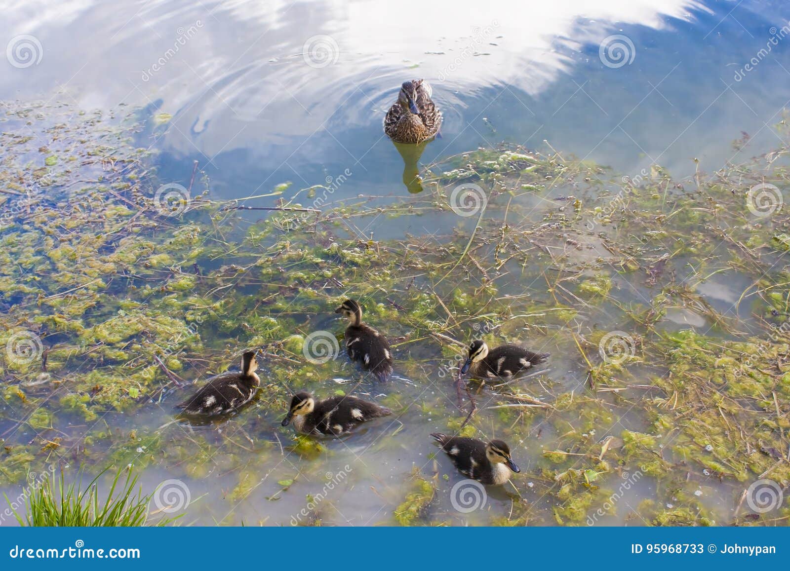 Duck bird baby in water stock image. Image of reflection 95968733