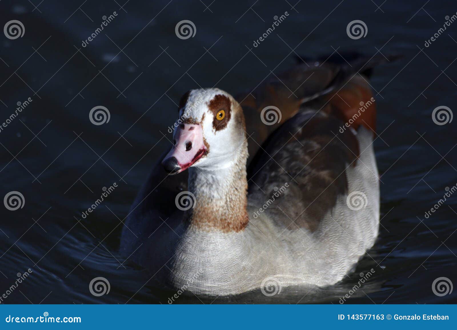 Duck with Brown Eyes and White Head Closeup Stock Image Image of