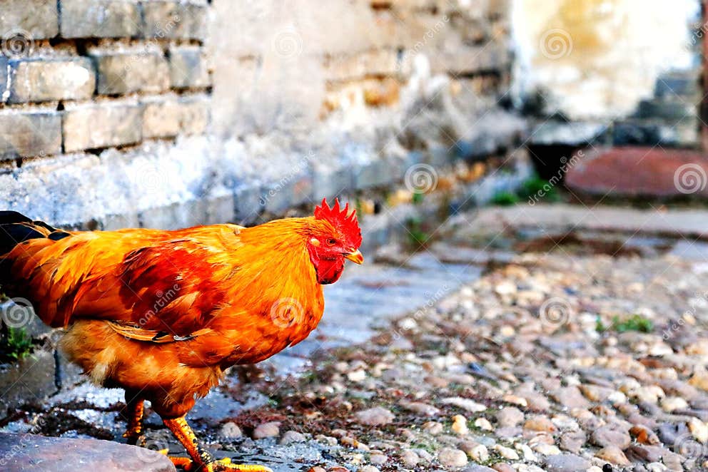 The Duck and Chicken in Meipi Ancient Village in Chinese Country Stock