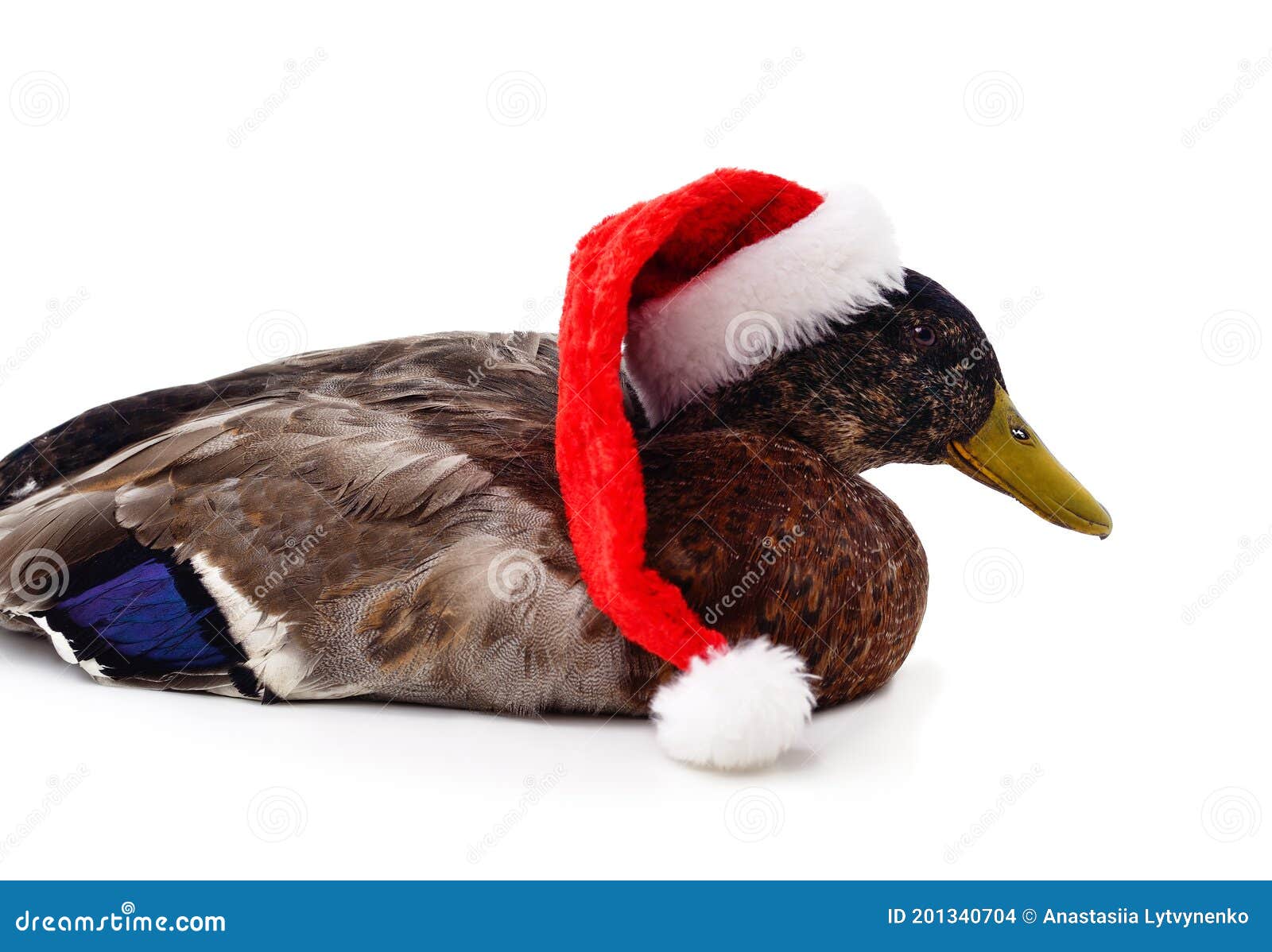 https://thumbs.dreamstime.com/z/duck-christmas-hat-isolated-white-background-duck-christmas-hat-201340704.jpg