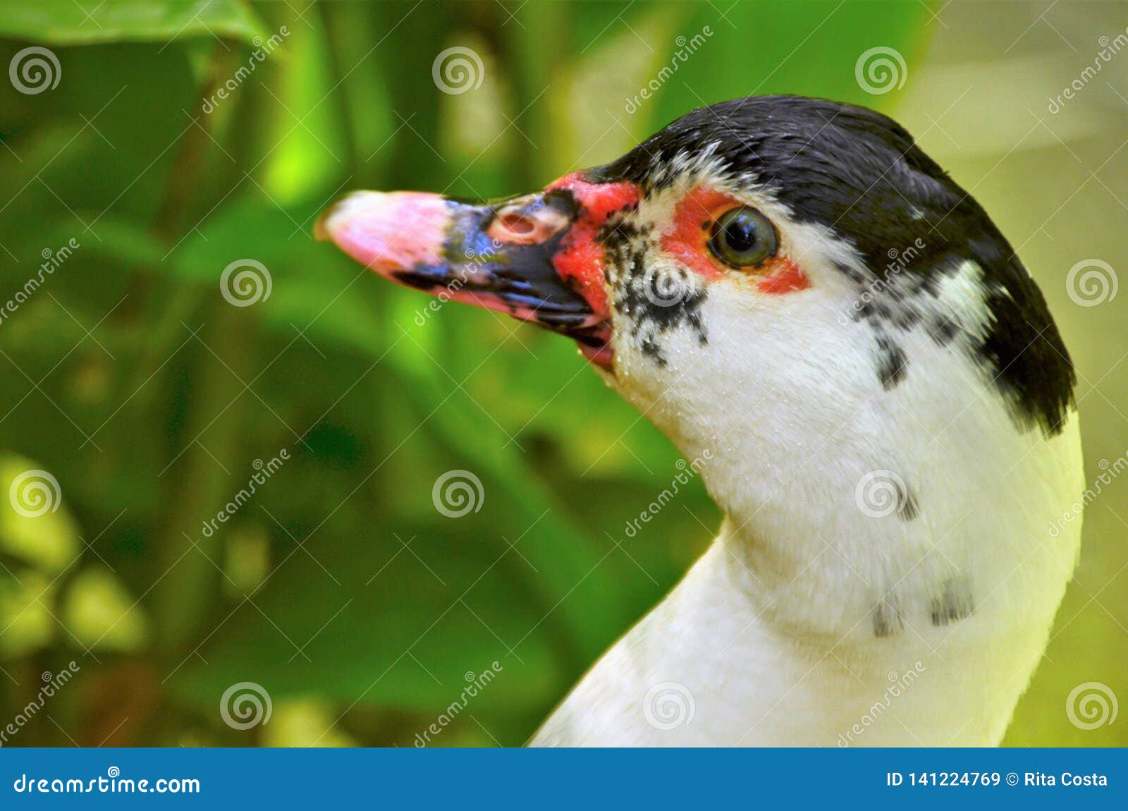 White and Black Duck Closeup Stock Image Image of white, head 141224769