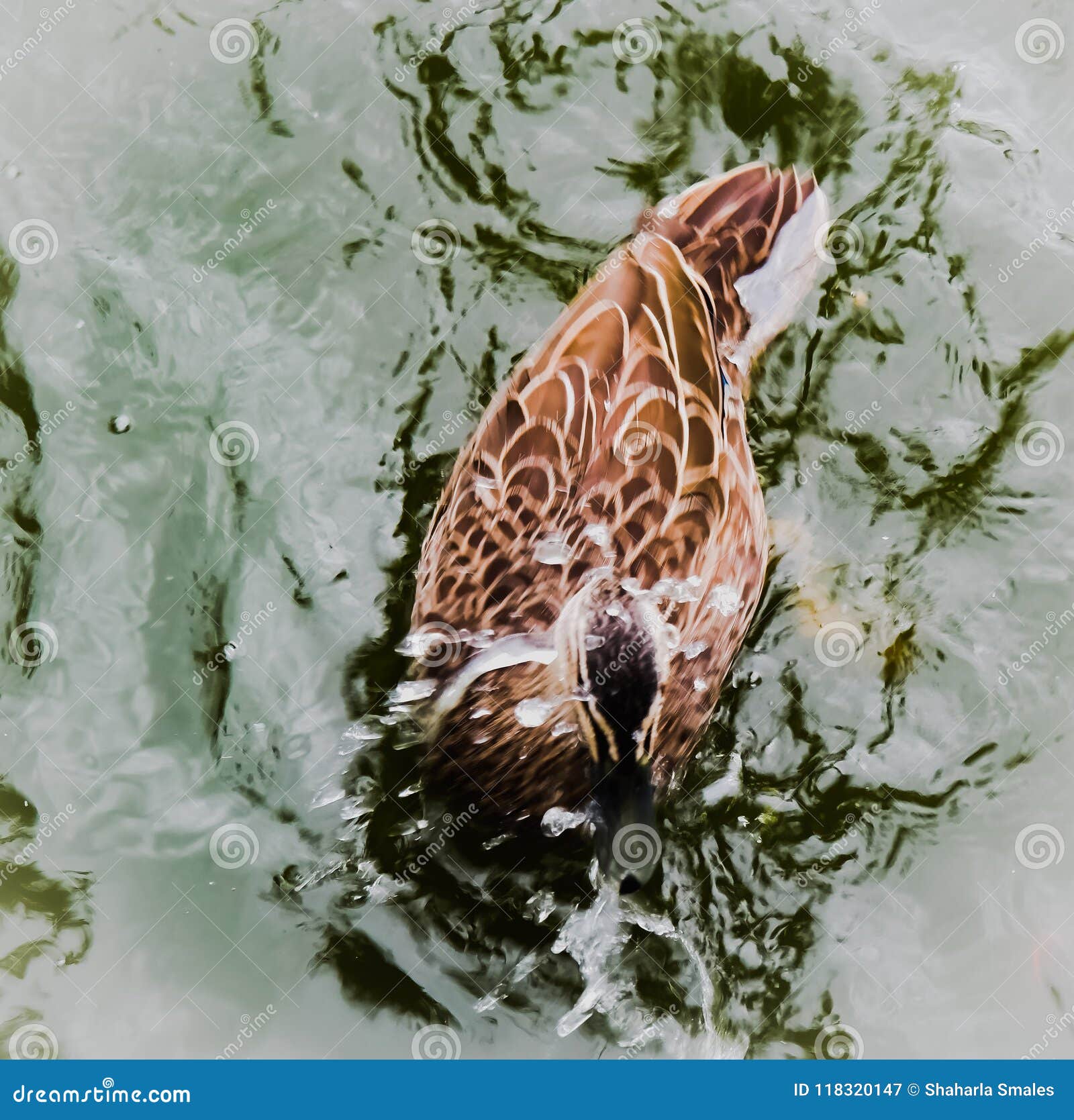 Duck stock image. Image of water, duck, bath - 118320147