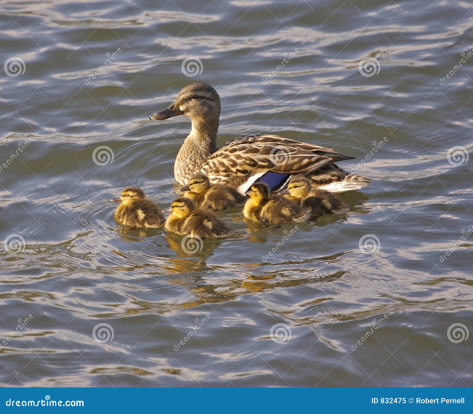 Duck with Ducklings in lake