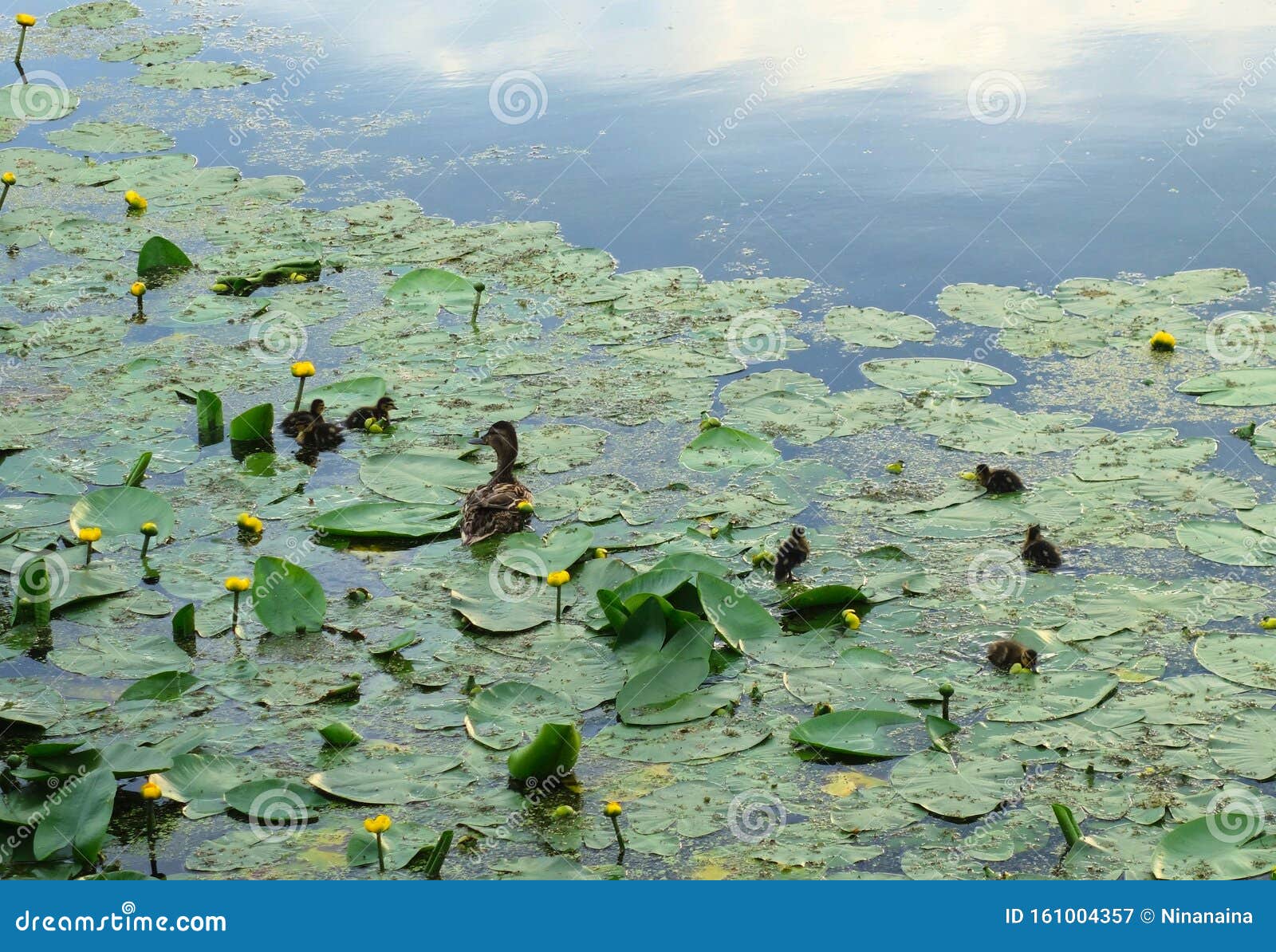 Duck with Ducklings in Water Lilies, Summer Stock Image Image of cute, young 161004357