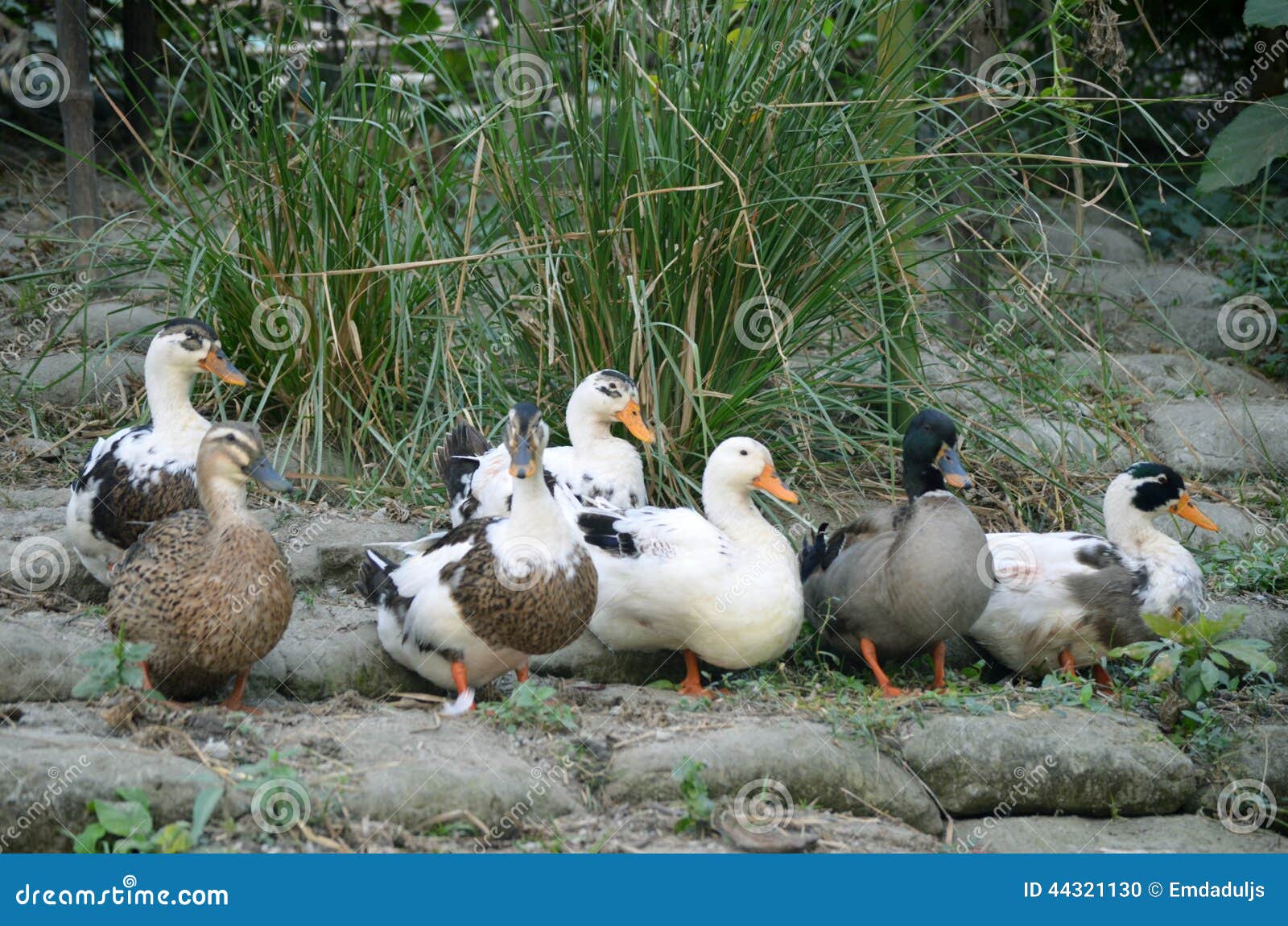 Duck stock photo. Image of animal, mallard, pond, path 44321130