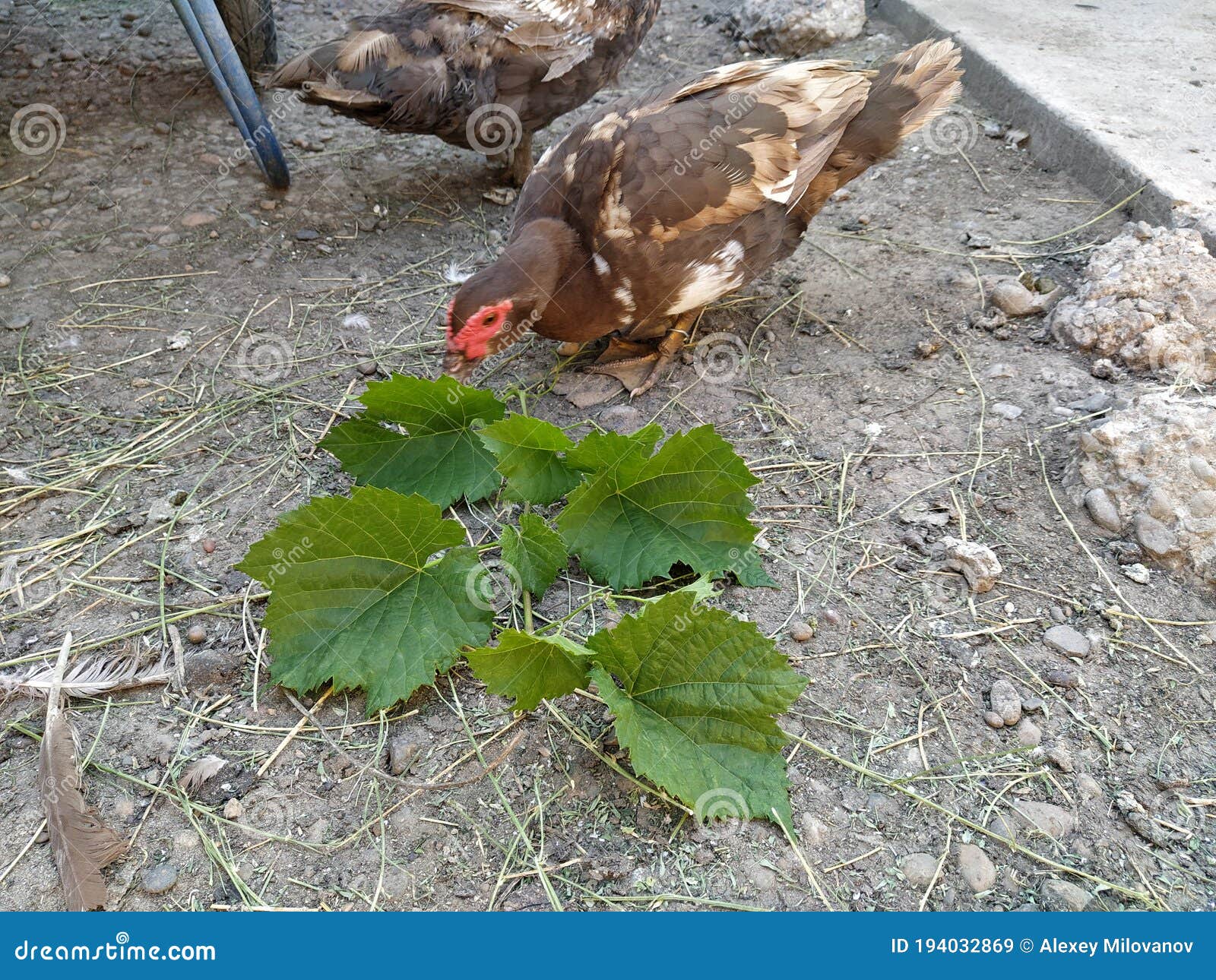 Duck eat a grape leaves stock image. Image of cute, nature - 194032869
