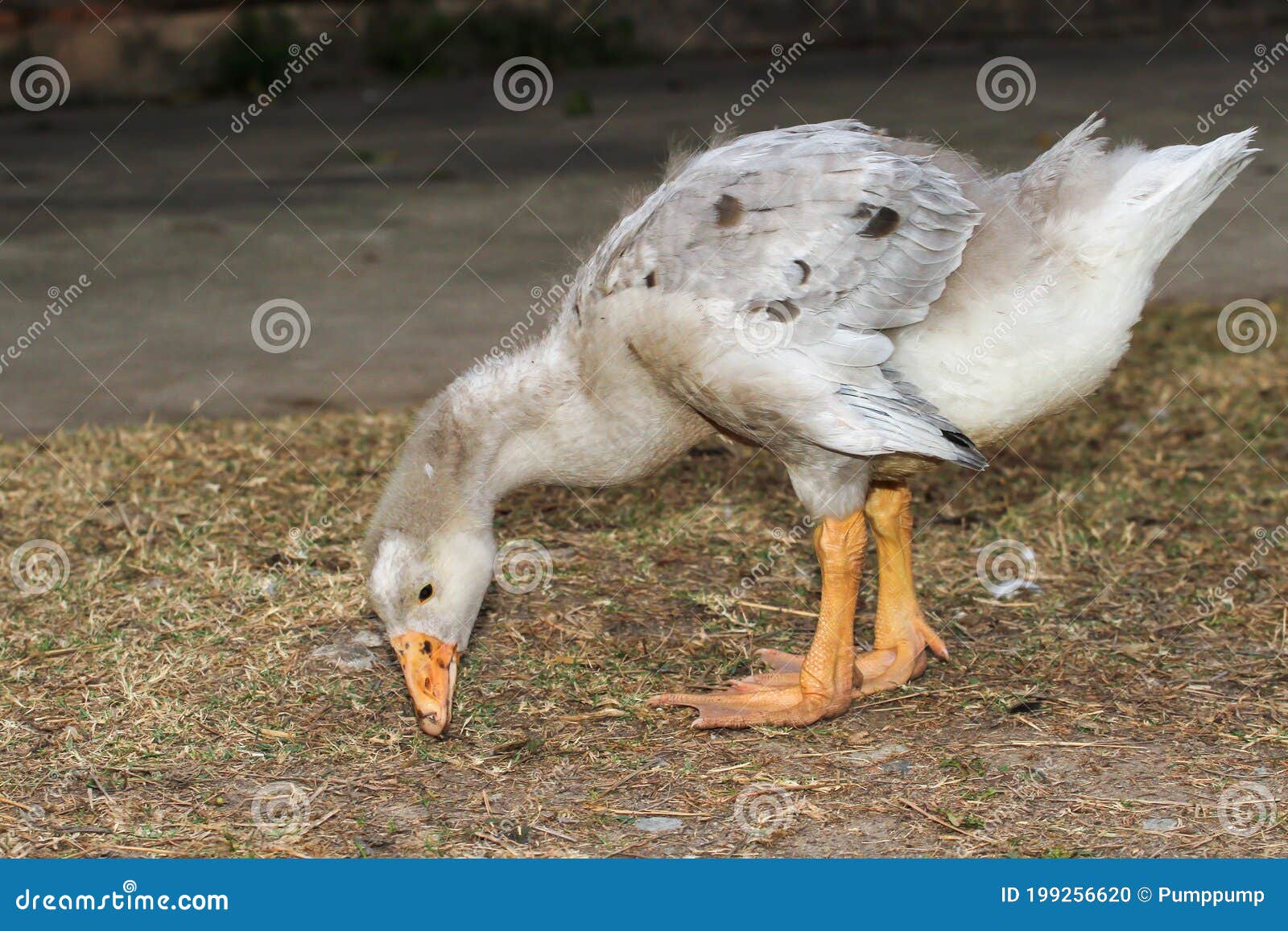 Duck Eating Grass on Ground in Garden Stock Photo Image of elusive