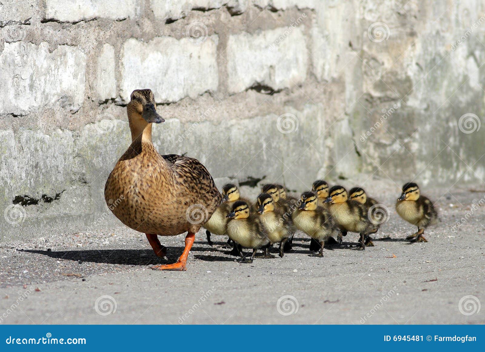 duck-family-6945481.jpg