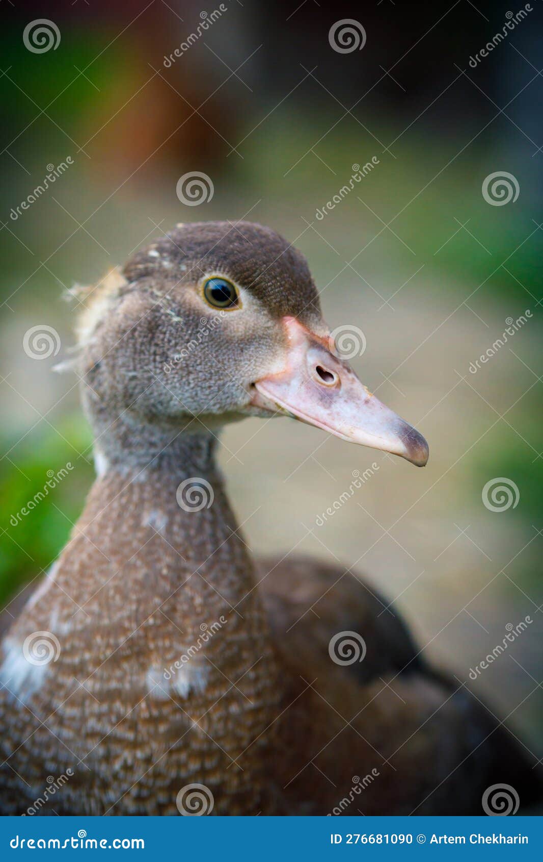 duck. farm with goose, wings, beak, poultry egg. hens duckling village household. avifauna concept. high quality photo