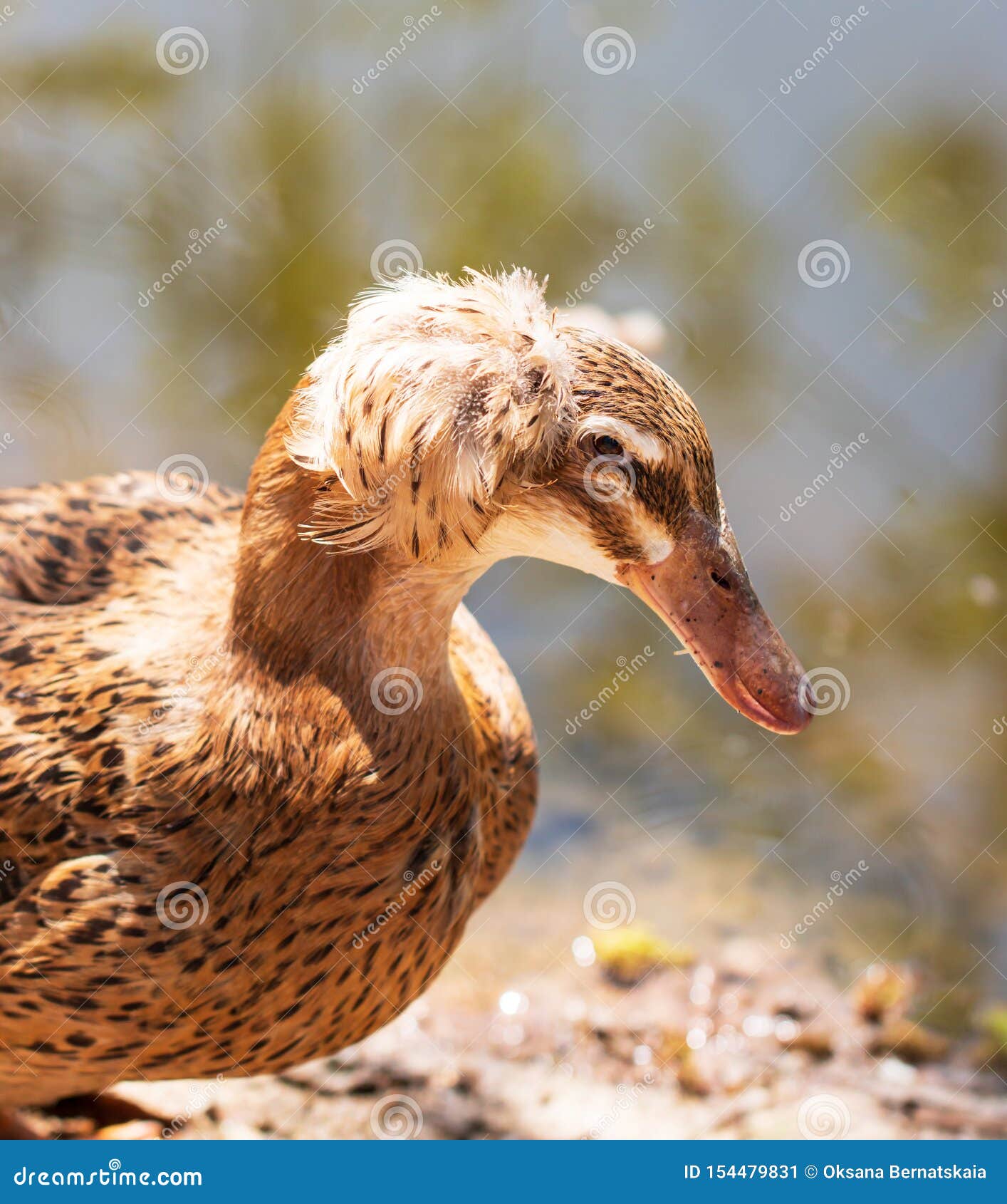 List 30+ Stock Images duck with feathers sticking up on head Updated List 30+ Stock Images duck with feathers sticking up on head Updated