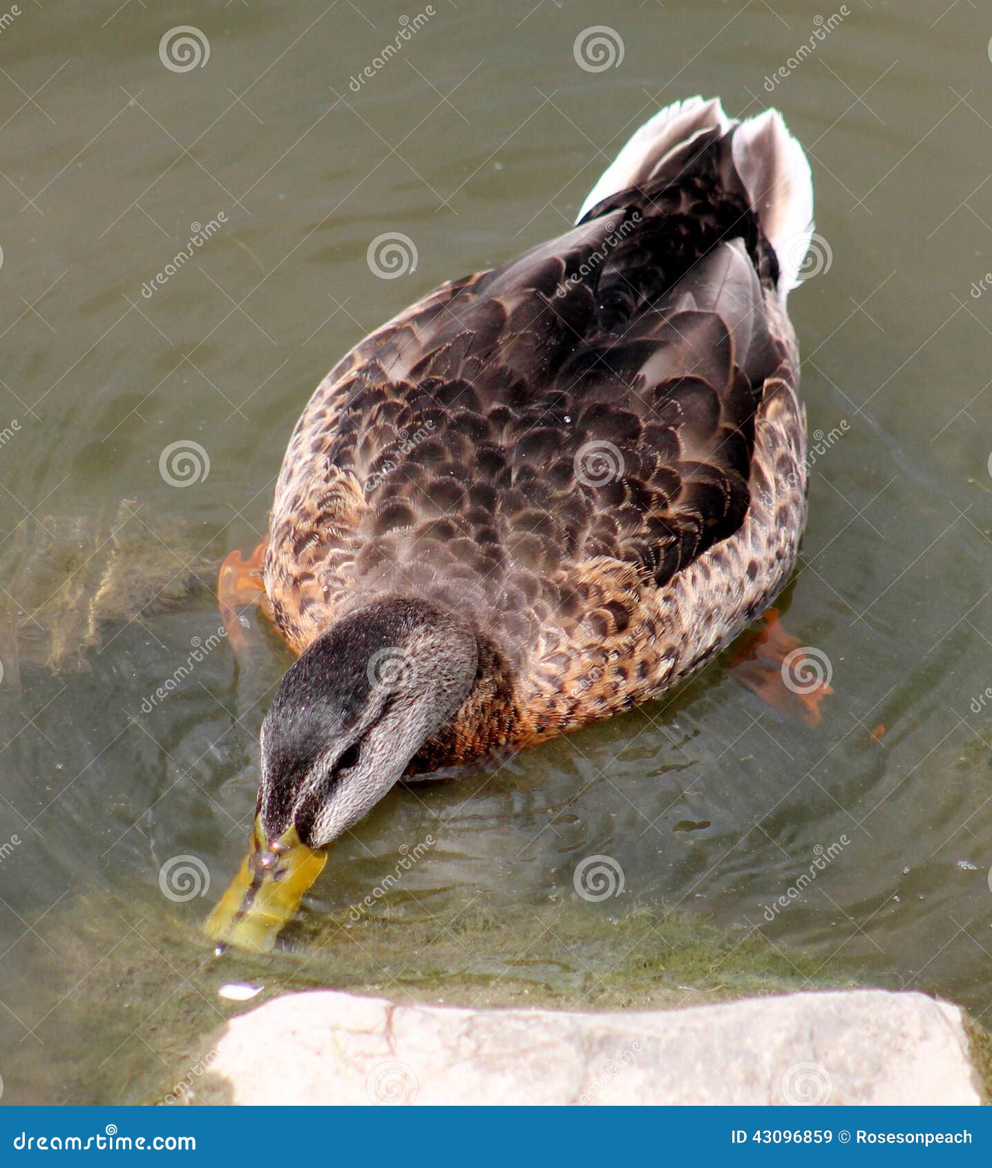 Duck Feeding on the Moss on a Rock Stock Image Image of black, tail