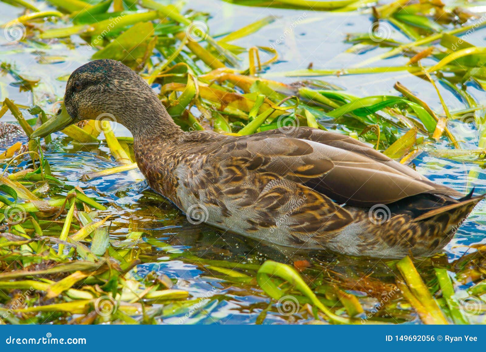 Duck feeding in pond weed stock photo. Image of family 149692056