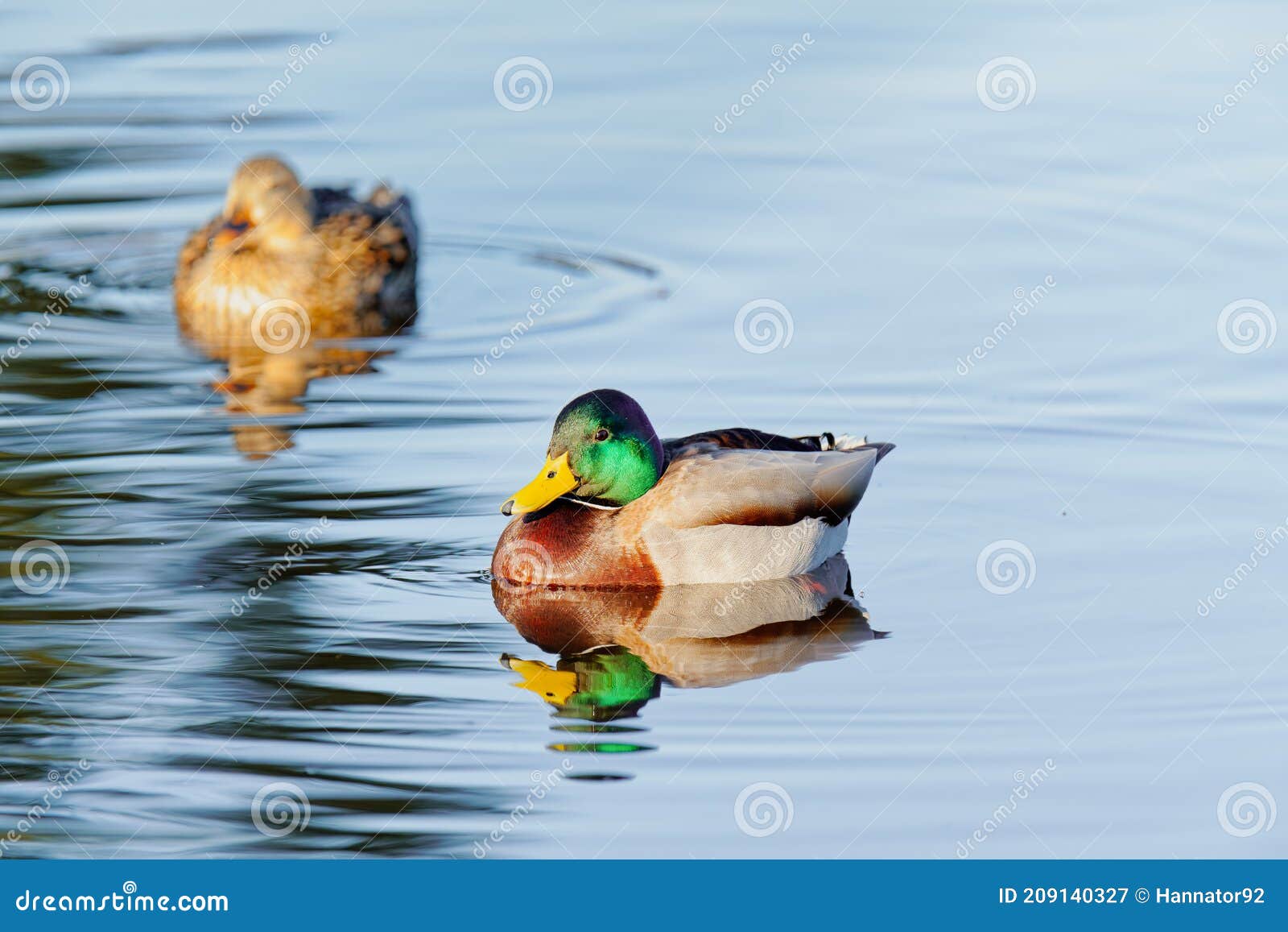 duck floating on water. oso flaco lake  california