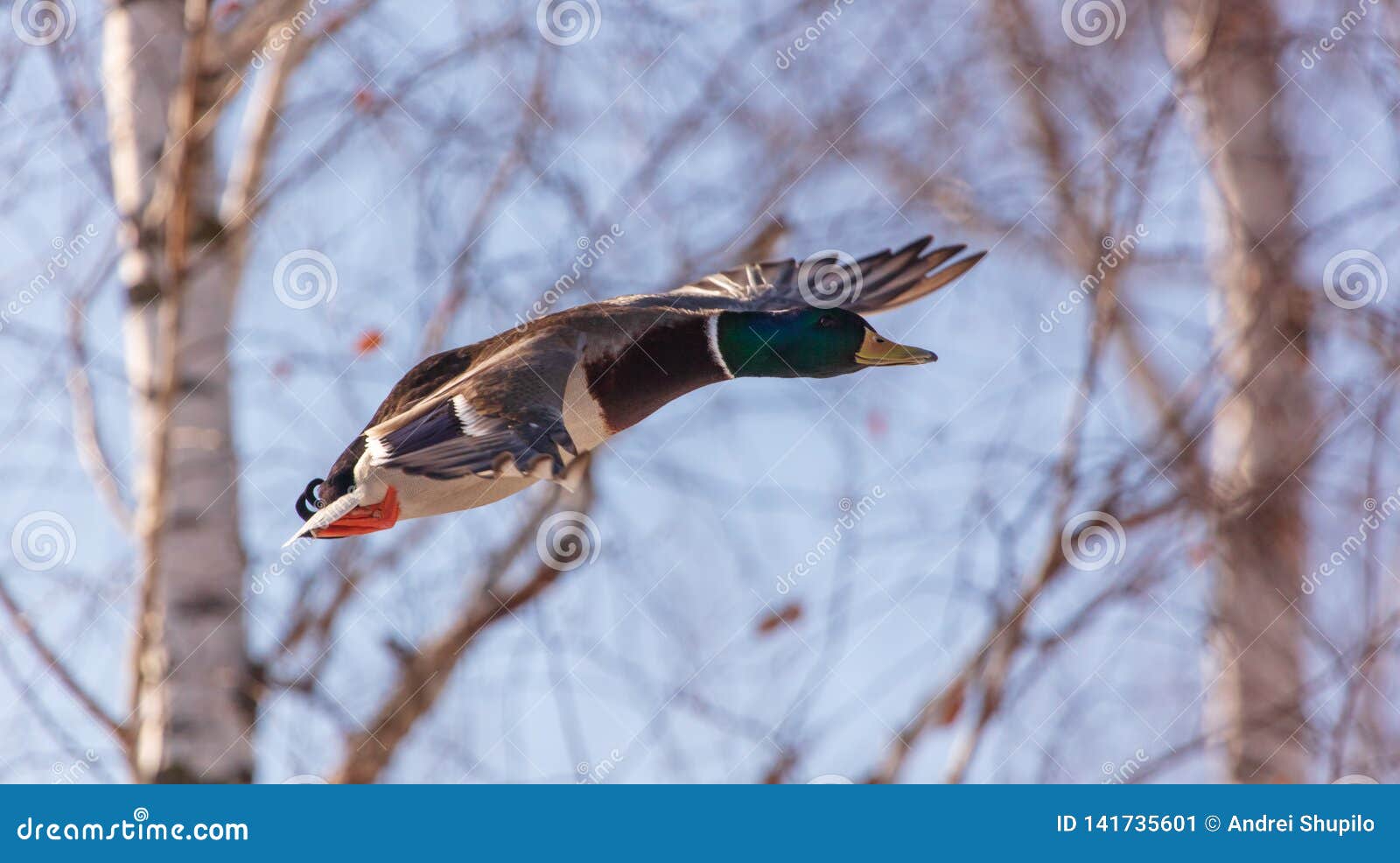 Duck flying in the sky stock image. Image of soaring 141735601