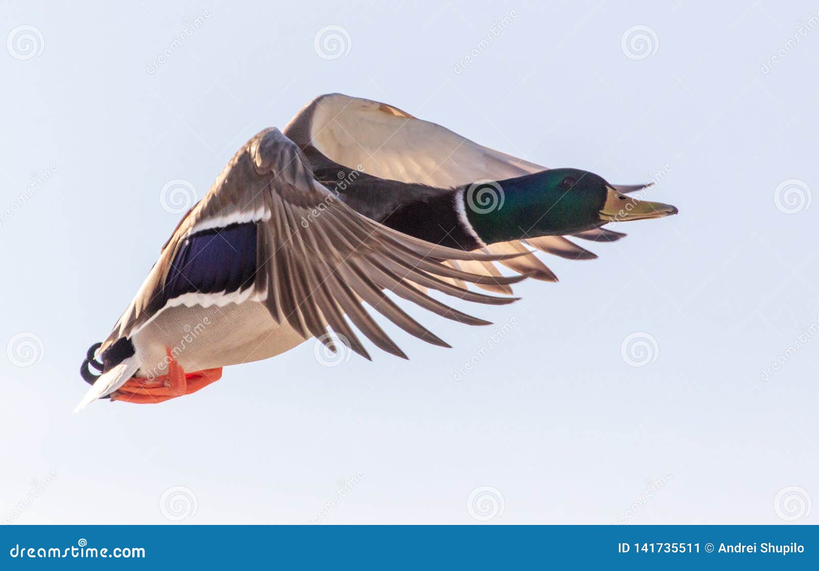 Duck flying in the sky stock image. Image of wildlife 141735511