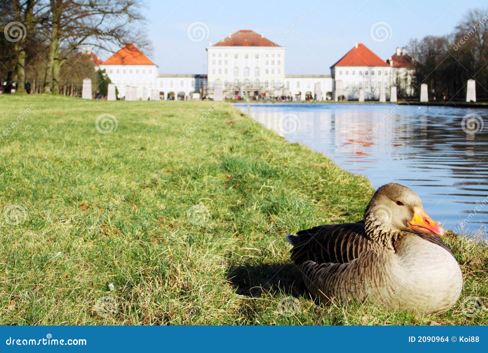 Duck in front of Castle. A duck is enjoying the first rays of sun in spring in front of Nymphenburg Castle in Munich, Germany.