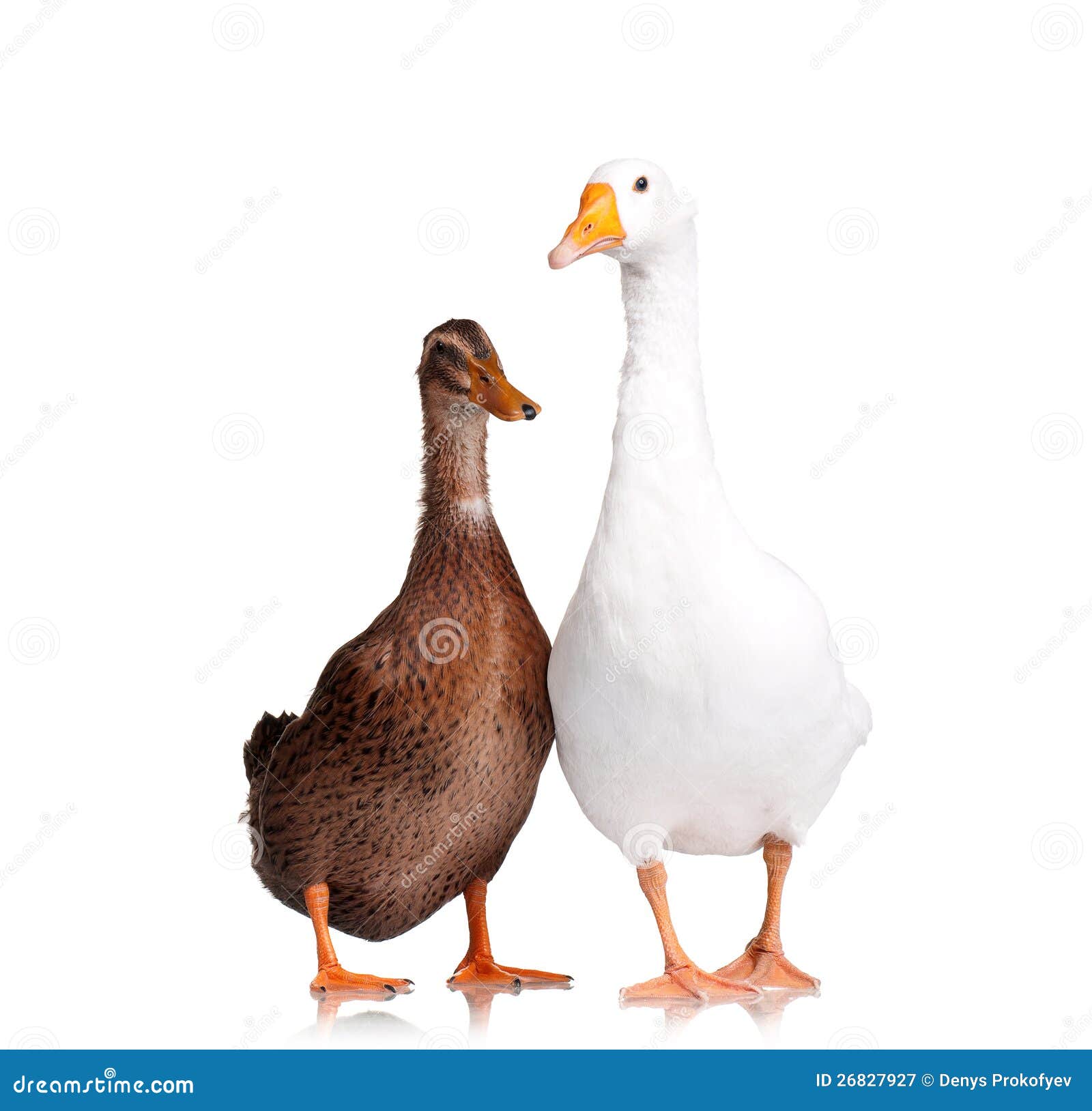 Duck And Goose Royalty Free Stock Photography - Image: 26827927