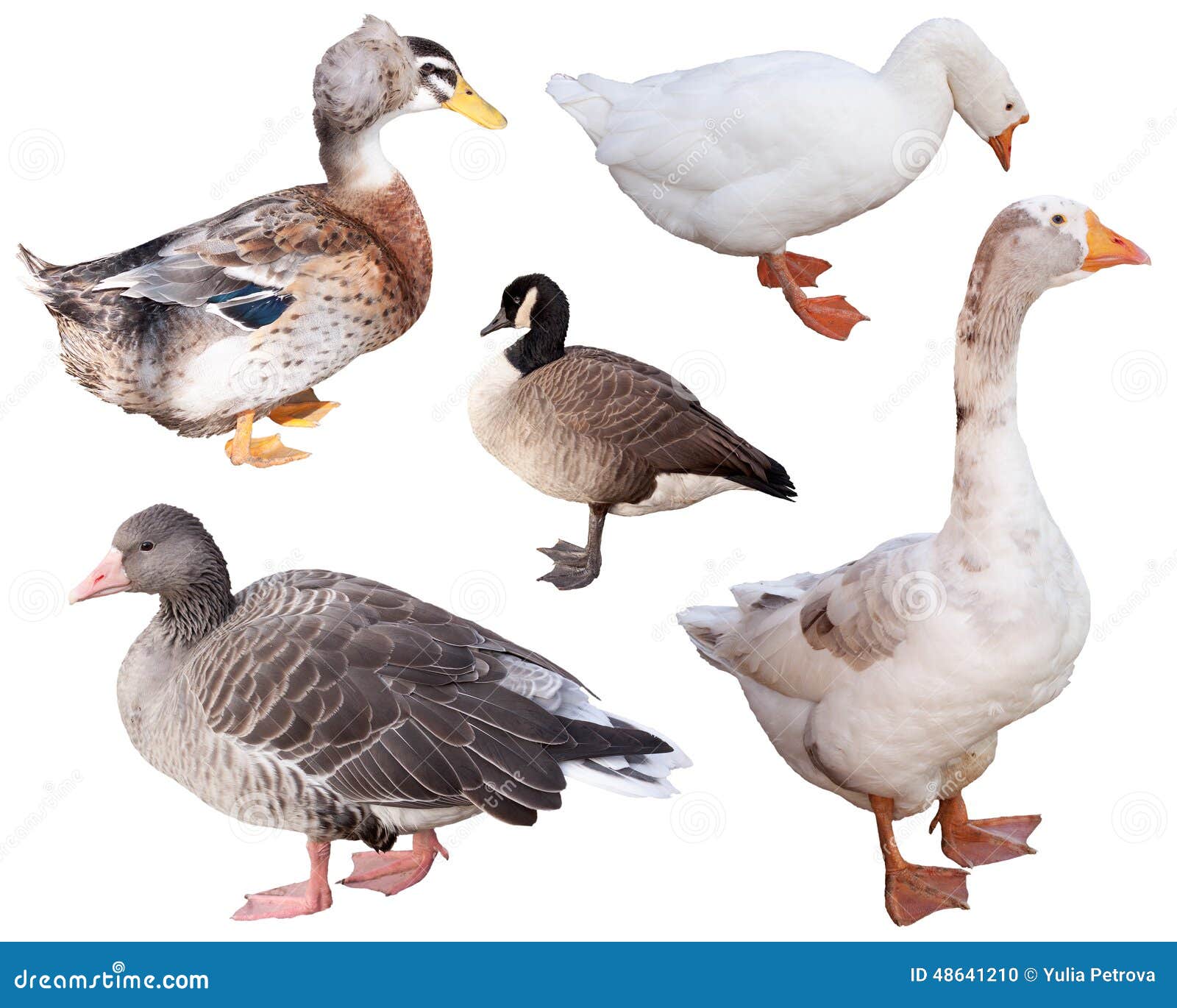 Duck and goose stock photo. Image of waterfowl, feathers 48641210
