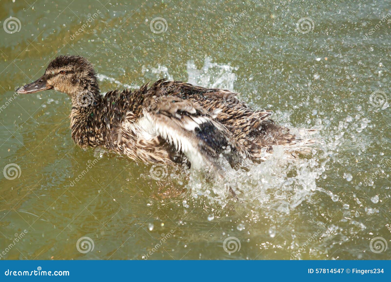 Duck having a wash stock image. Image of malard, feathers 57814547