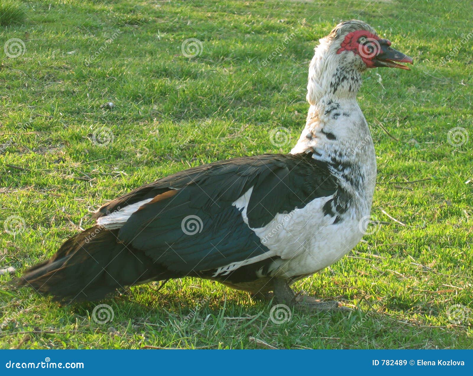 Duck on herb stock image. Image of village, duck, ducks 782489