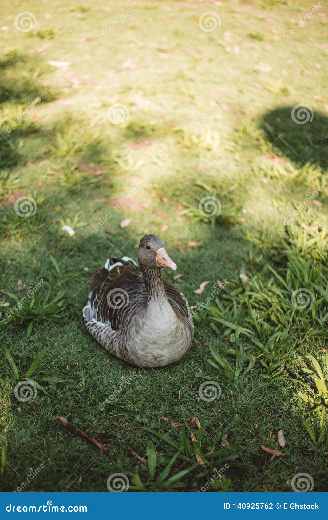 Duck Incubating Eggs on the Grass Stock Photo Image of incubate, bird