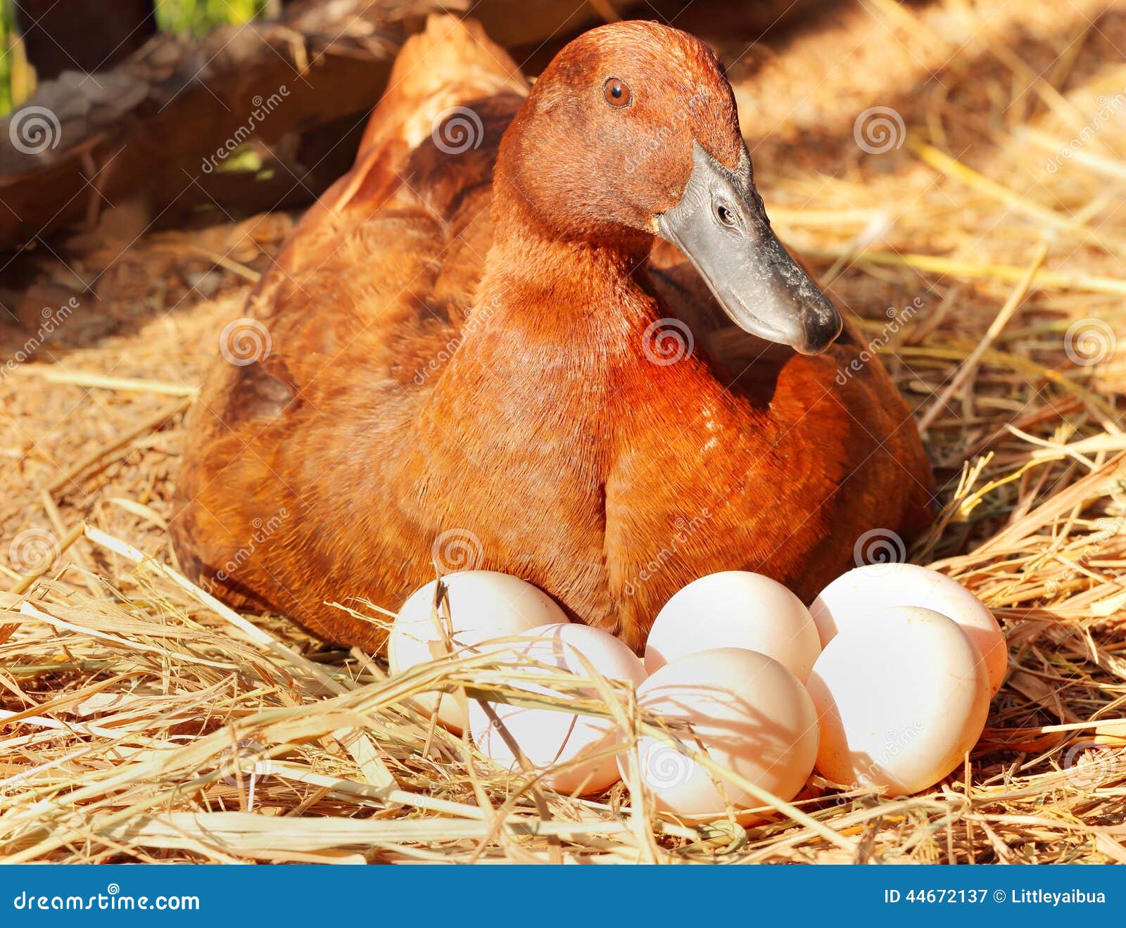 https://thumbs.dreamstime.com/z/duck-incubator-her-eggs-straw-nest-stock-photo-44672137.jpg