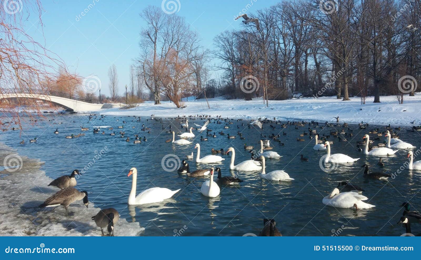 Duck lake erie stock photo. Image of duck, snow, wetland 51515500