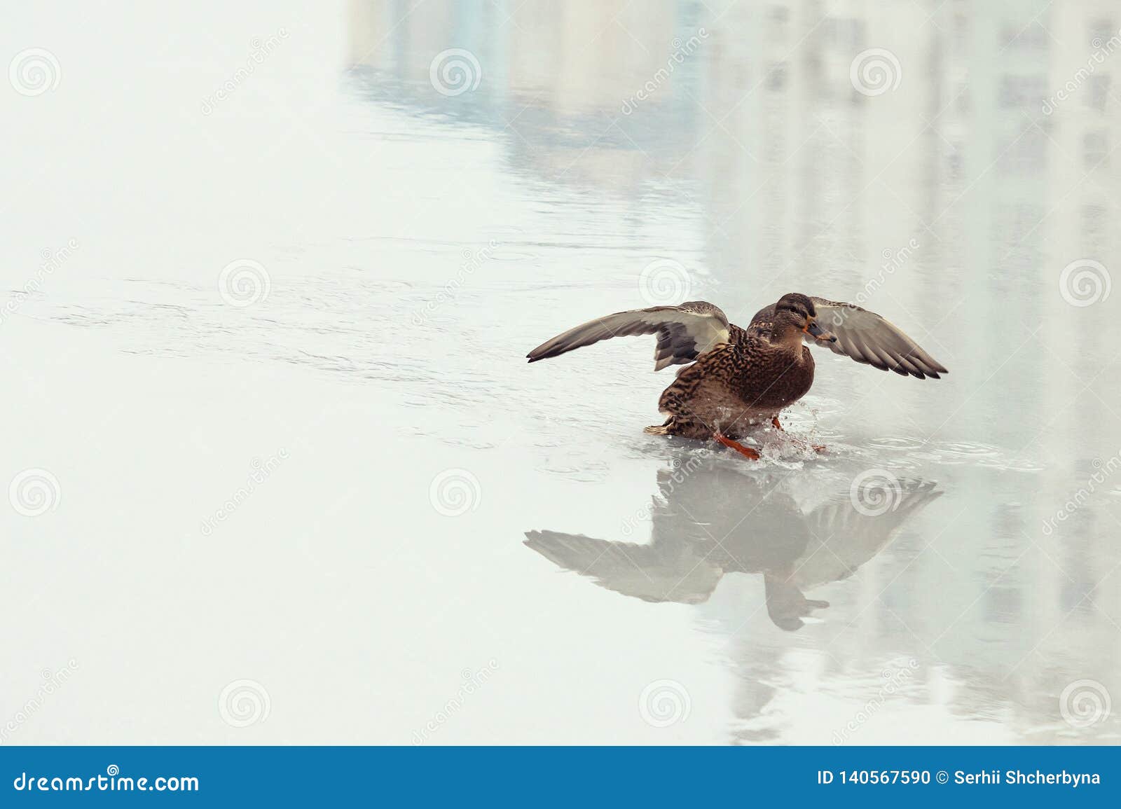 duck landing on reflection ice water lake nature