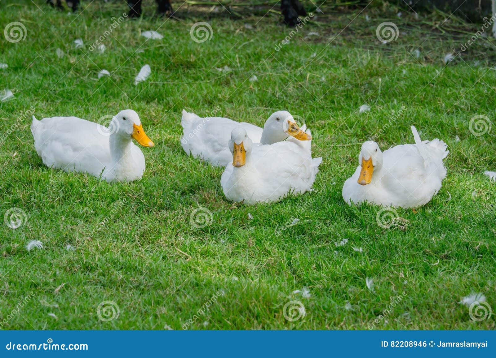 Duck on lawn in farm. stock photo. Image of beautiful 82208946