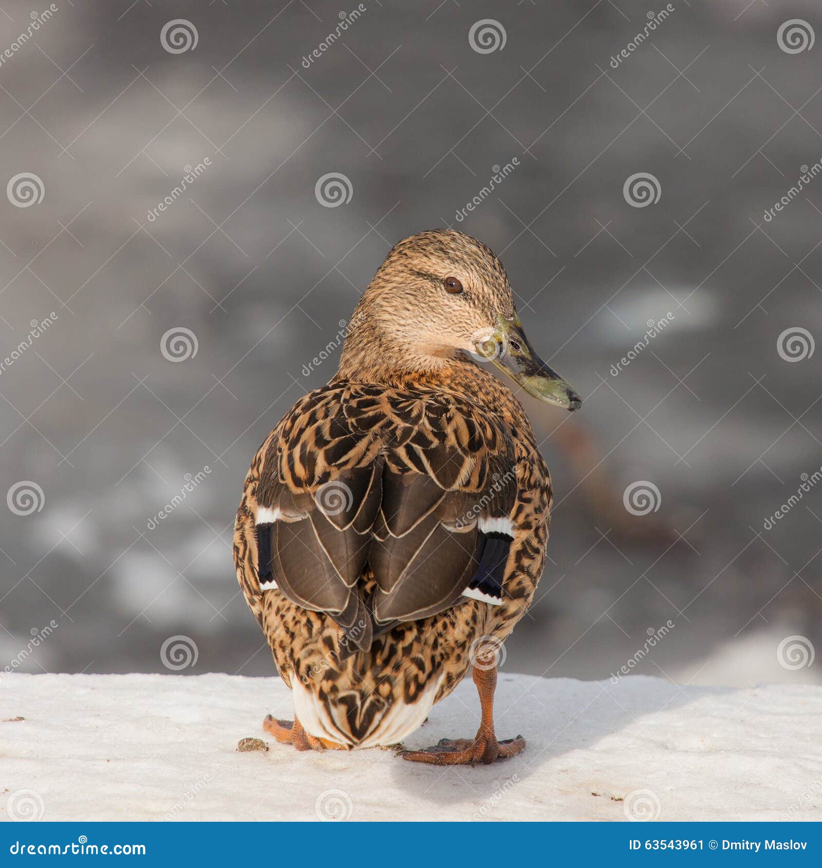 fresh duck near me fresh duck near me