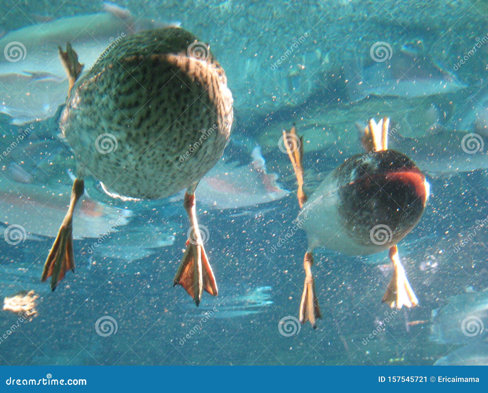 Duck, from Point of View of the Underwater Stock Image - Image of point