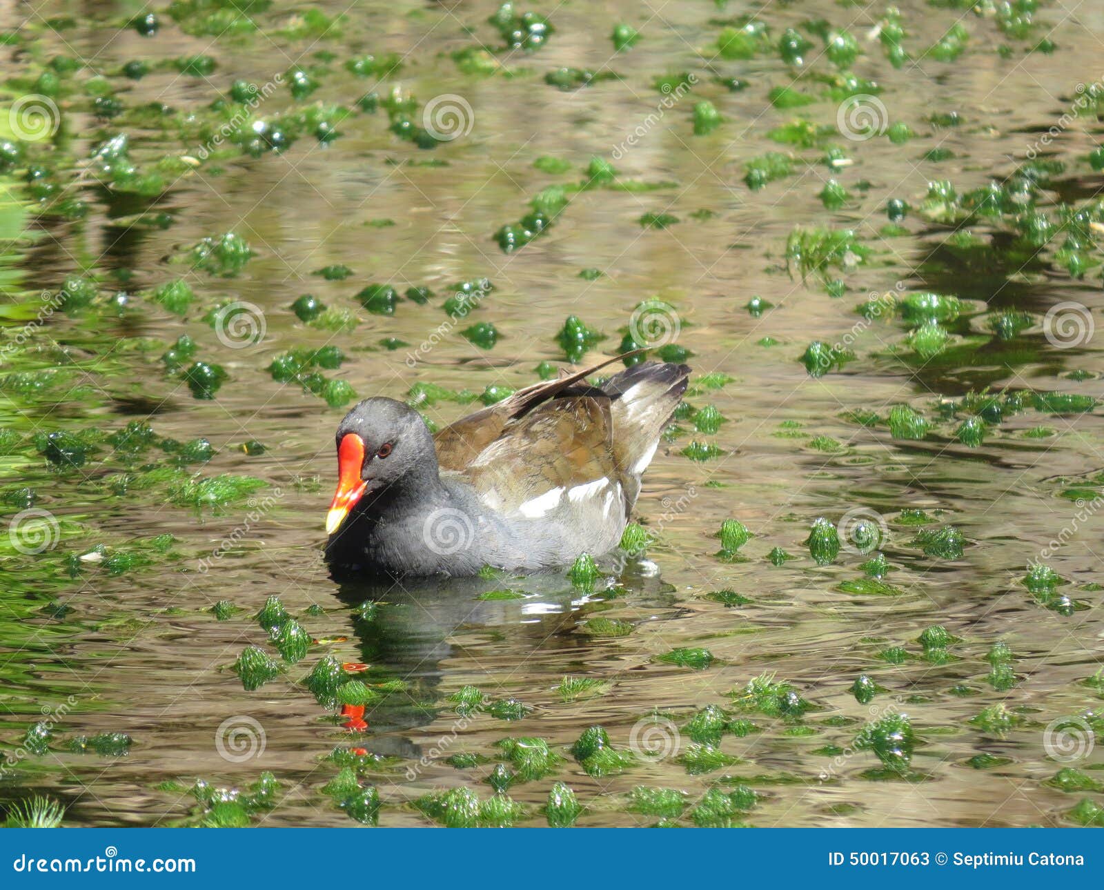 duck on the pond