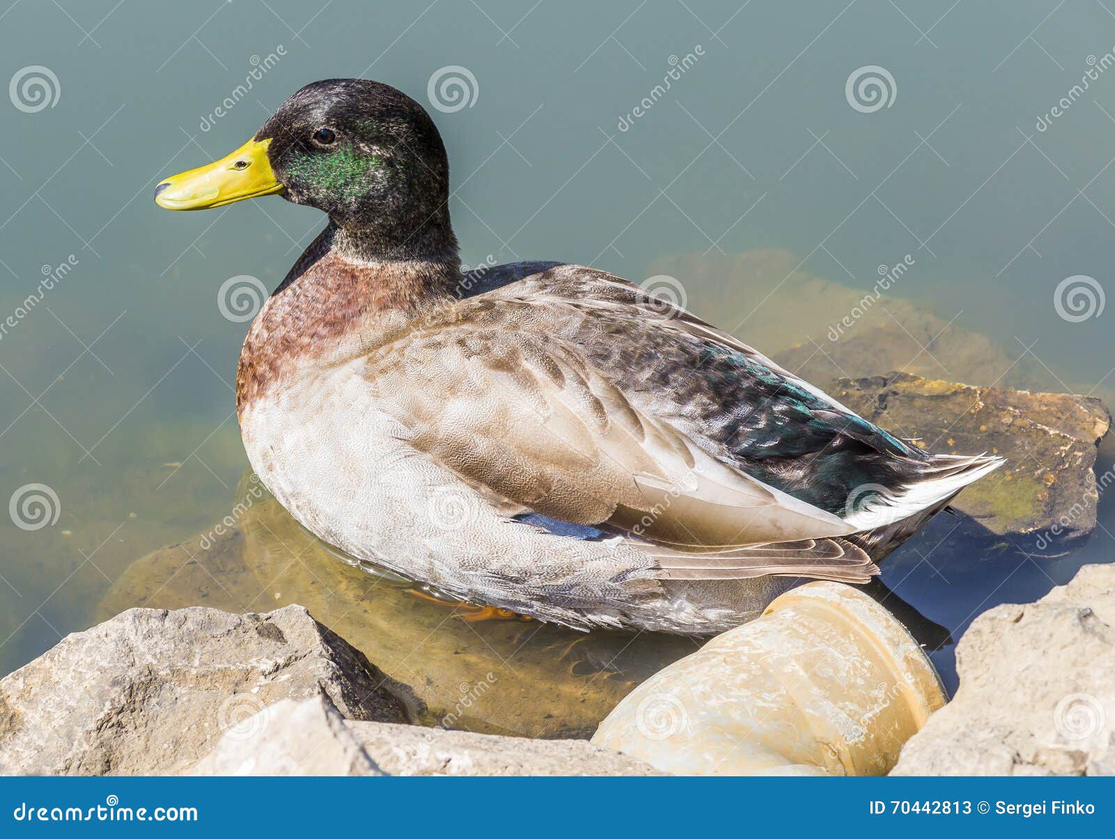 Duck in the pond stock image. Image of locations, clothing 70442813