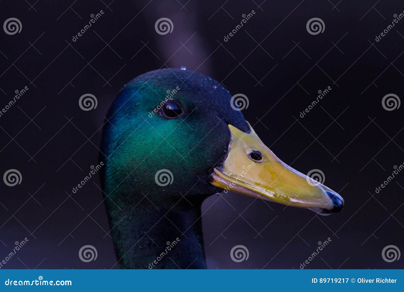 Duck Portrait stock image. Image of shot, isolated, green - 89719217