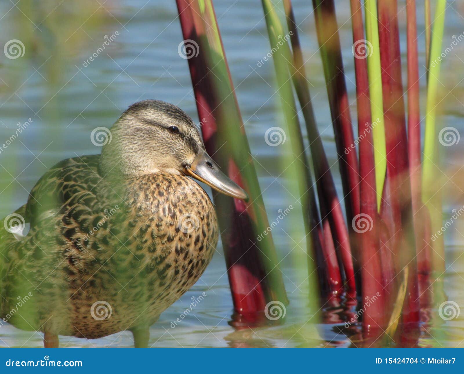 duck among the reeds